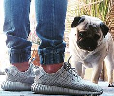 Image result for Pug Adidas