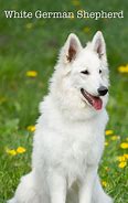 Image result for A White German Shepherd