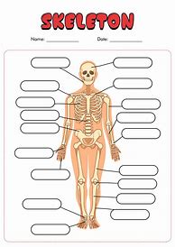 Image result for Human Anatomy Worksheets