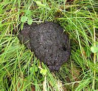 Image result for What Does Black Bear Poop Look Like