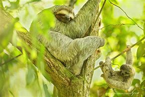 Image result for Real Sloth