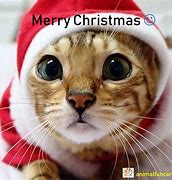 Image result for Christmas Cat Humor