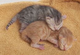 Image result for Neonate Kitten