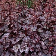 Image result for Heuchera Plum Pudding