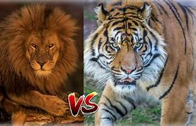 Image result for Lion vs Tiger Who Would Win