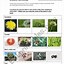 Image result for Cut and Paste Plant Worksheets