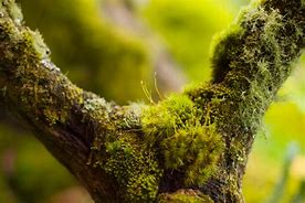 Image result for Moss Species