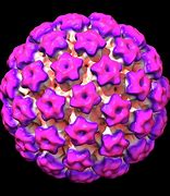Image result for Human Papilon Virus