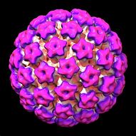 Image result for HPV Structure