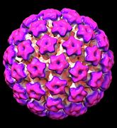 Image result for Show Papillomavirus Human