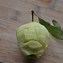 Image result for Carved Apple Shrunken Head