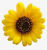 Image result for Aesthetic Yellow Animated Flower