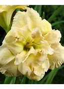 Image result for Hemerocallis Bowl of Cream