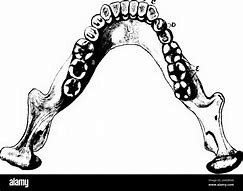 Image result for Deer Incisors