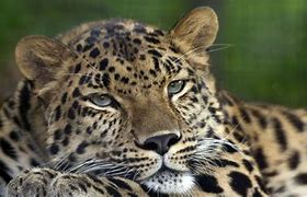 Image result for Zoo Animals Pictures