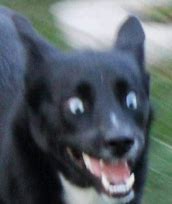 Image result for Scared Doggo