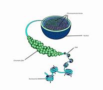 Image result for Chromatin Ploidy