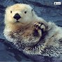Image result for Sea Otter Cute Animals