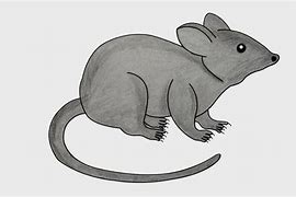 Image result for Draw Rat Kids