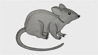 Image result for Cute Rat Drawing Easy