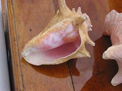 Image result for Conch Horn