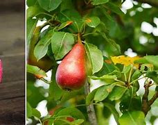 Image result for Red Colored Fruits