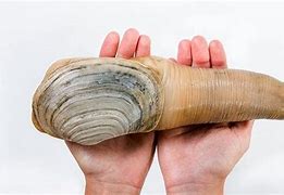 Image result for Geoduck