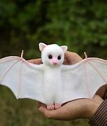 Image result for Albino Bat Planet Zoo