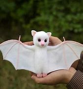 Image result for Baby Albino Bat Real