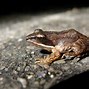 Image result for Weird Frogs