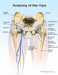 Image result for Hip and Knee Joint