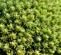 Image result for Pincushion Moss for Lawn