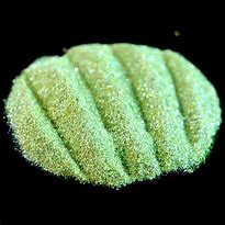 Image result for Paltel Lime Green Turquoise