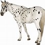 Image result for Appaloosa Horse Face