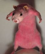 Image result for Goofy Rat