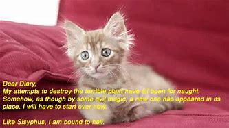 Image result for Funny Cat Quotes and Sayings