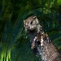 Image result for Baby Otter Photos