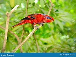 Image result for Eos Loriidae