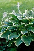 Image result for Hosta Pistache