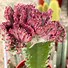Image result for Coral Cactus Plant
