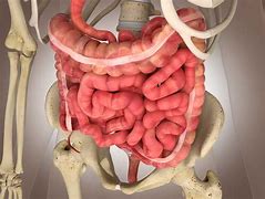 Image result for intestino