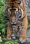 Image result for Hamilton Zoo Tiger Cubs