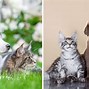 Image result for Maine Coon Cat Dog