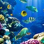 Image result for Fish PC Background