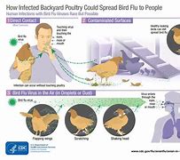 FDA chief on bird flu pandemic 的图像结果