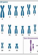 Image result for Human Chromosome 1