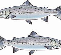 Image result for Atlantic Salmon Clip Art