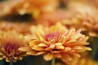 Image result for Chrysanthemum iPhone 6 Wallpaper