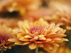 Image result for Chrysanthemum Desktop Wallpaper