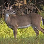 Image result for Deer Jawbone Aging Chart